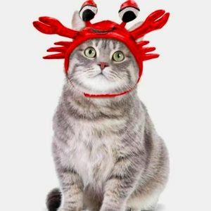 $5 Cat Crab Hat Kitty Halloween Hat Cat Crabby Hat Costume HYDE & EEK